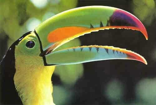 Riviera Maya: Puerto Morelos 4-Hour Bird Watching Tour - The early pickup from Cancun, Playa del Carmen, or Tulum
