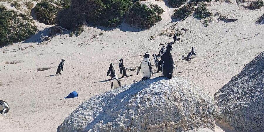 Robben island,Cape of good hope ,Penguin, Muizenberg,Bokaap - What the $64 price really covers