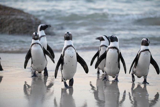 Robben Island Tickets, Penguins & Cape of Good Hope Private Tour - Chapman’s Peak and the Atlantic Seaboard drive