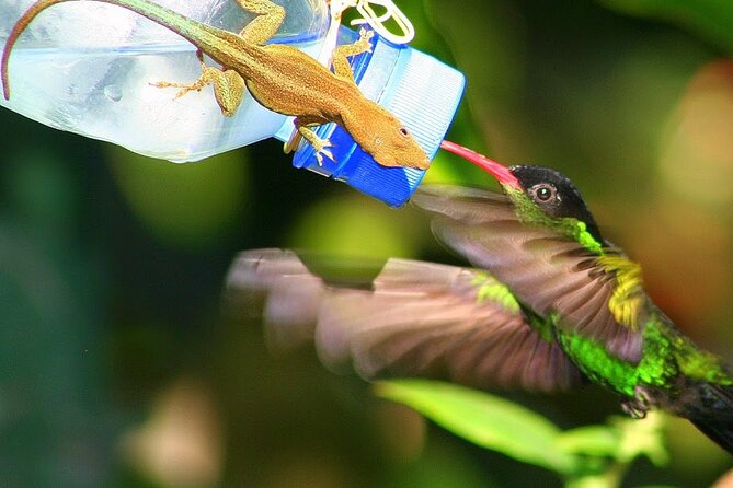 Rockland Bird Sanctuary plus Montego Bay Highlights & Shopping Private Tour - Why Rocklands is the real reason to go