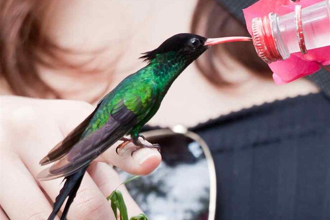 Rockland Bird Sanctuary plus Montego Bay Highlights & Shopping Private Tour - Montego Bay sightseeing and souvenir time