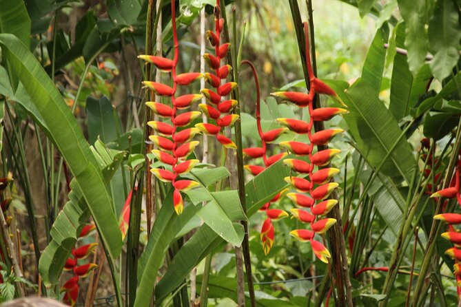 Rockland Bird Sanctuary plus Montego Bay Highlights & Shopping Private Tour - Is $123 a fair price?