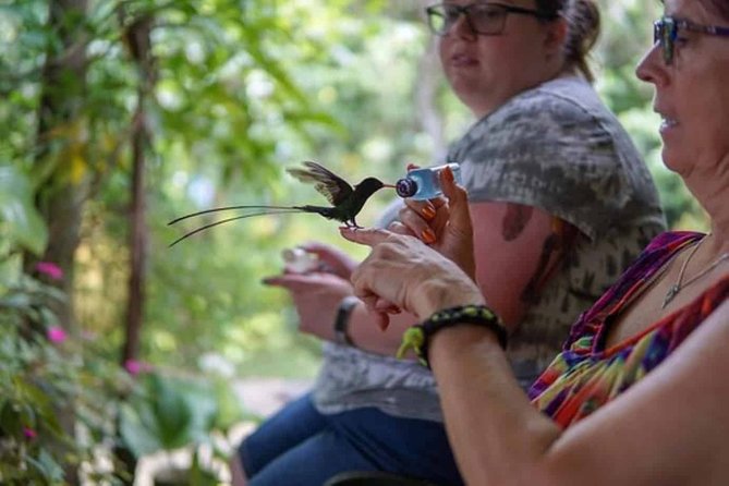 Rockland Bird Sanctuary plus Montego Bay Highlights & Shopping Private Tour - A gentle feeding session with Fritz