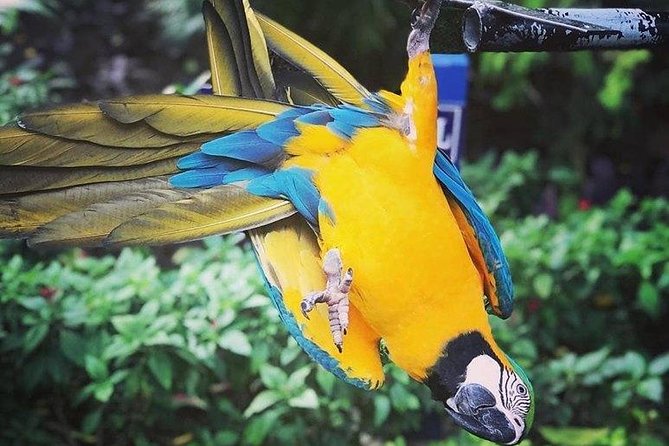 Rockland Bird Sanctuary Tour [Transportation] Hotel Pick-Up - Key points to know before you go