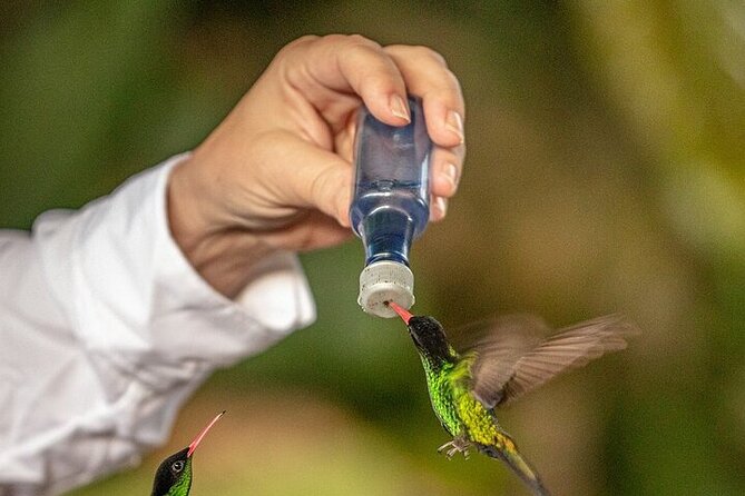 Rockland's Bird Sanctuary Tour from Montego Bay/ Falmouth - What the experience does not include