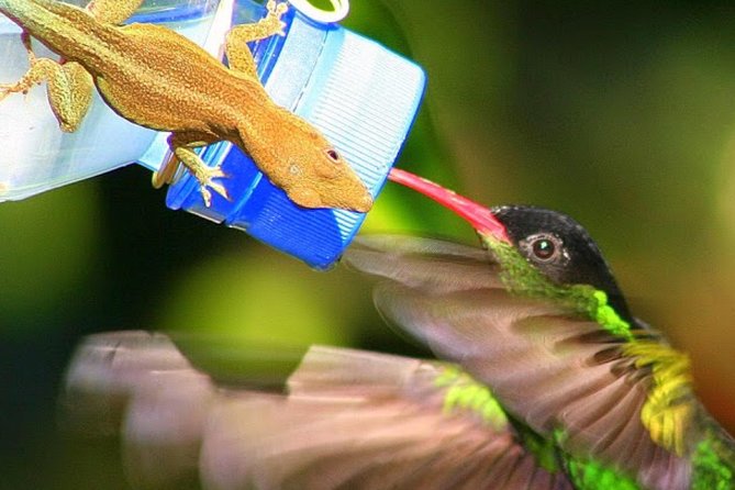Rockland's Bird Sanctuary Tour from Montego Bay/ Falmouth - How the private service affects the experience
