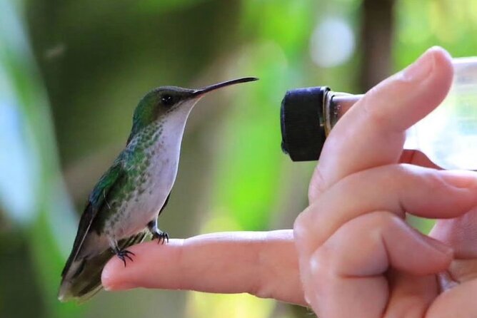 Rocklands Bird Sanctuary and Montego Bay Highlights - Key details before you book