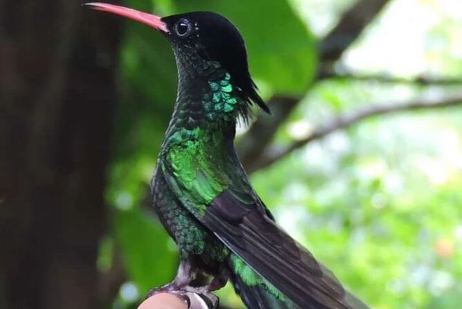 Rocklands Bird Sanctuary and Montego Bay Highlights - Why the hummingbirds are the real reason to go
