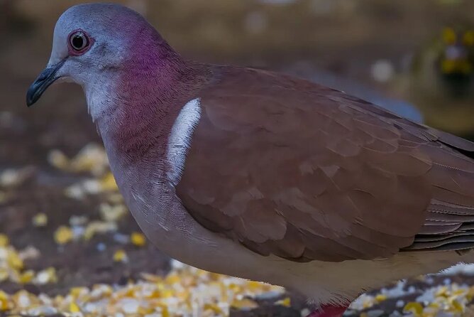 Rocklands Bird Sanctuary and Montego Bay Highlights - A closer look at the hand-feeding encounter