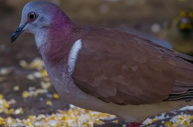Rocklands Bird Sanctuary and Montego Bay Highlights - The wider bird life around Rocklands