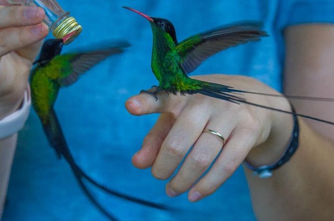 Rocklands Bird Sanctuary and Montego Bay Highlights - Who will enjoy this most
