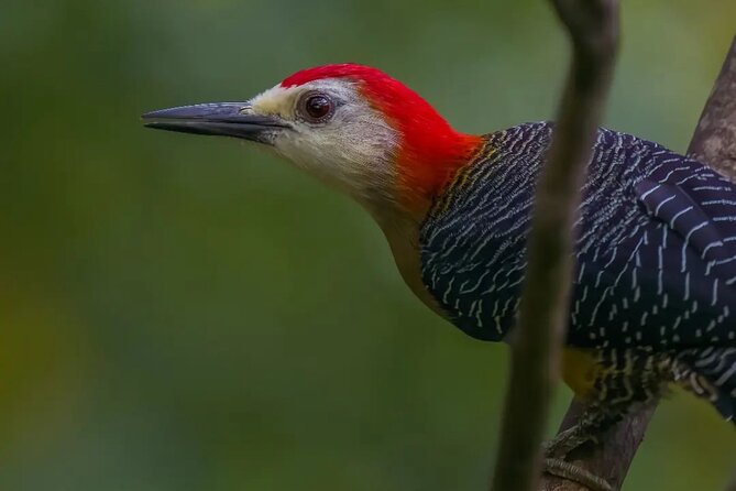 Rocklands Bird Sanctuary and Montego Bay Highlights - Timing, comfort, and small practical matters