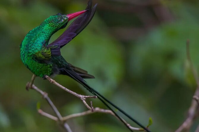 Rocklands Bird Sanctuary and Montego Bay Highlights - Arriving at a sanctuary founded in 1962
