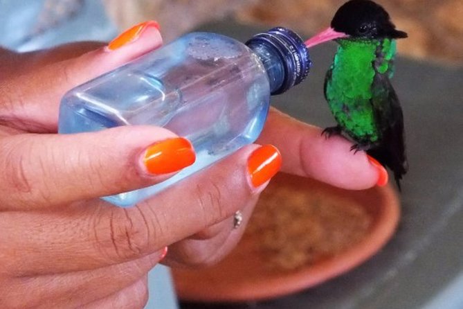 Rocklands Bird Sanctuary & City Highlights plus Shopping from Montego Bay - Leaving the Resorts for Montego Bay
