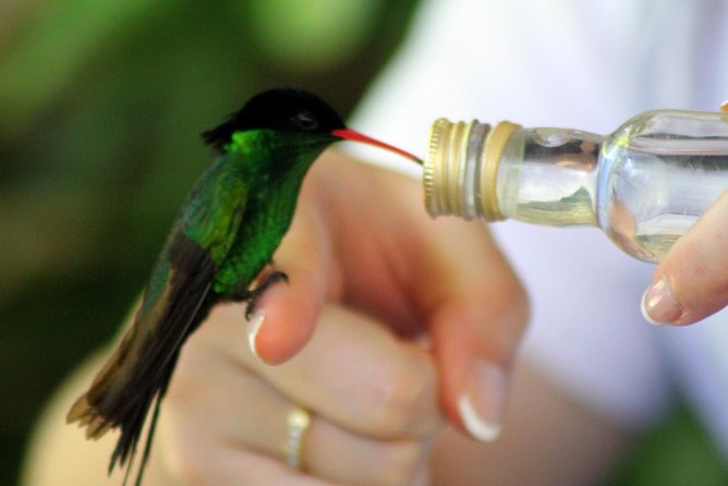 Rocklands Bird Sanctuary & City Highlights plus Shopping from Montego Bay - Richmond Hill and the View Above Town