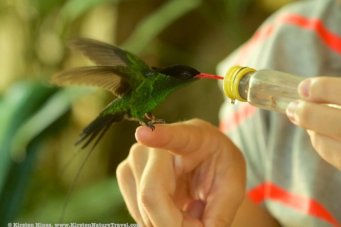 Rocklands Bird Sanctuary & City Highlights plus Shopping from Montego Bay - What $135 Includes, and What It Does Not