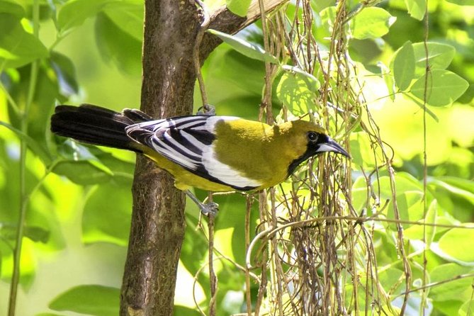Rocklands Bird Sanctuary & City Highlights plus Shopping from Montego Bay - Who Will Get the Most From This Tour