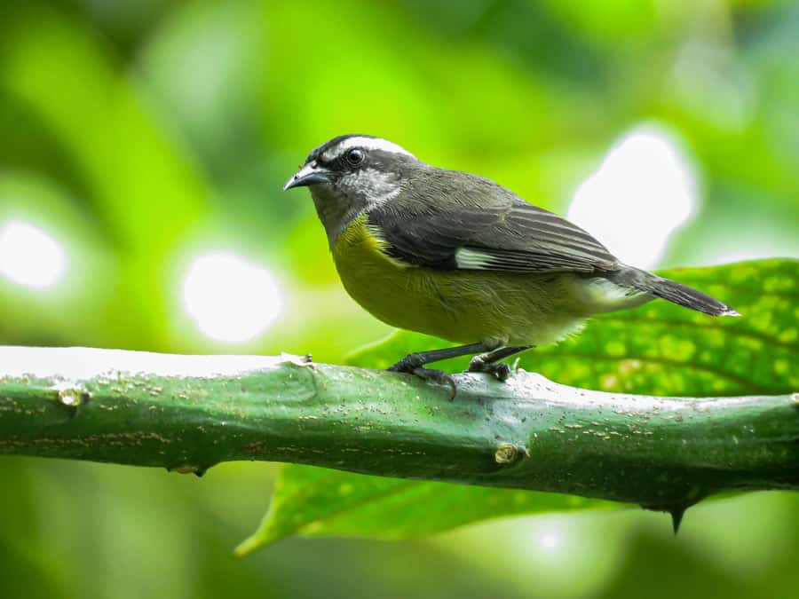 Salento: hike to learn about Birds - Three hours looking for Andean birds