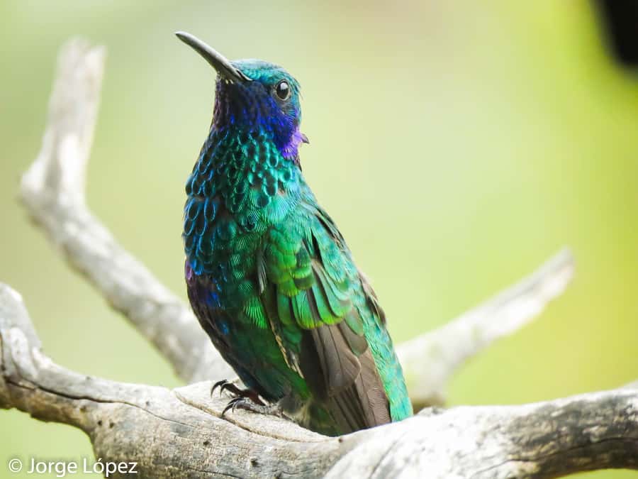Salento: hike to learn about Birds - Who will enjoy this outing most