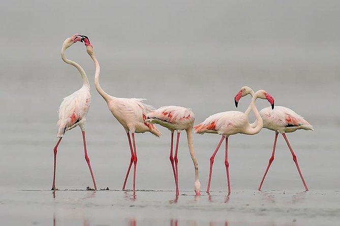Sambhar Tour - temples, salt lake, bird watching, heritage walk - Key points at a glance