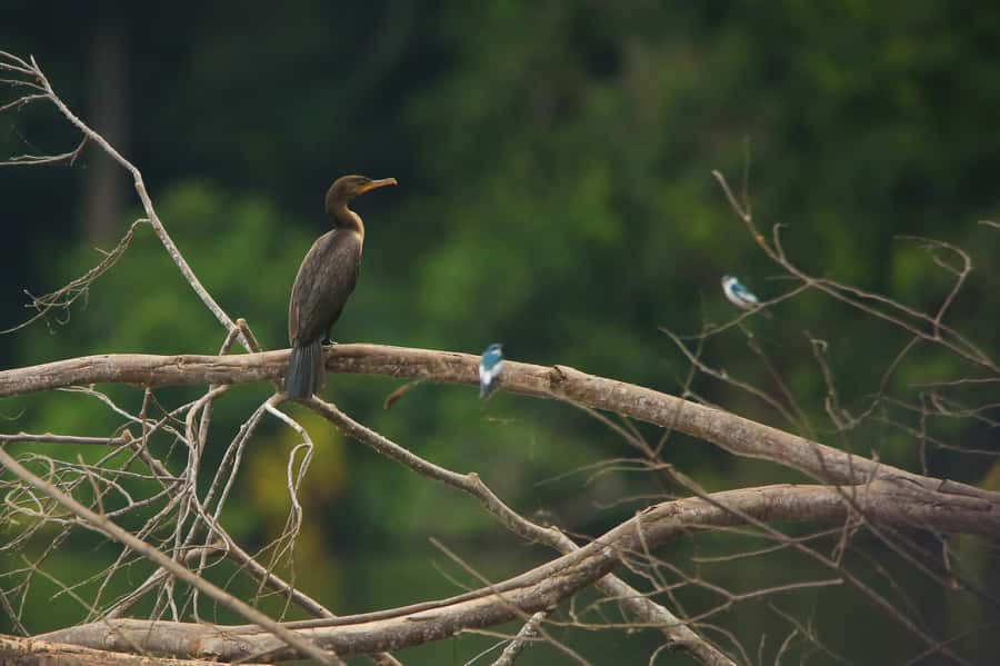 Sandoval Lake & Parrot Clay lick 3 Days/2 Nights - What makes this three-day rainforest trip worthwhile