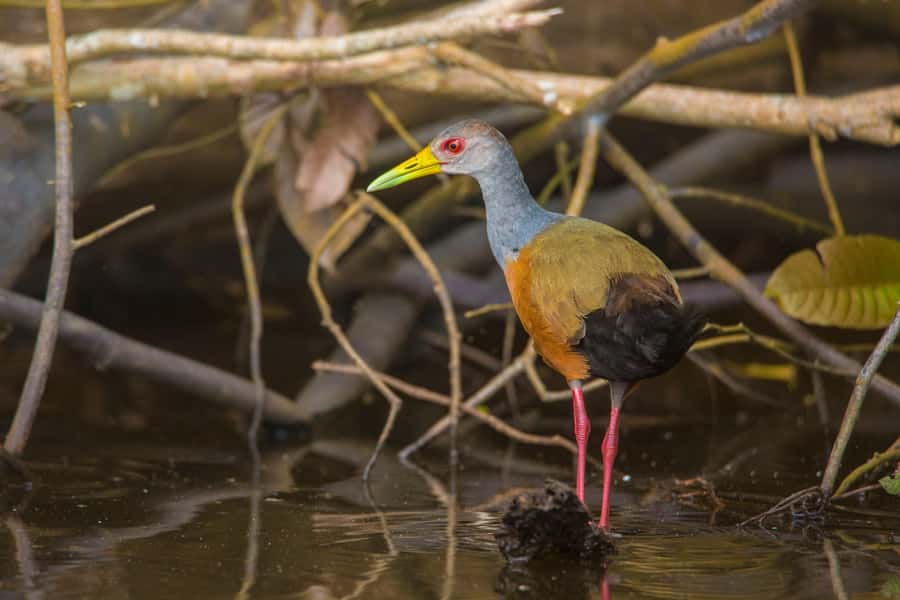 Sandoval Lake & Parrot Clay lick 3 Days/2 Nights - Arriving at Monte Amazonico Lodge