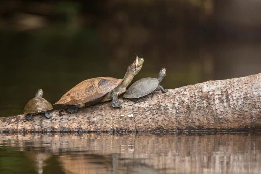 Sandoval Lake & Parrot Clay lick 3 Days/2 Nights - Who should choose this Tambopata itinerary?