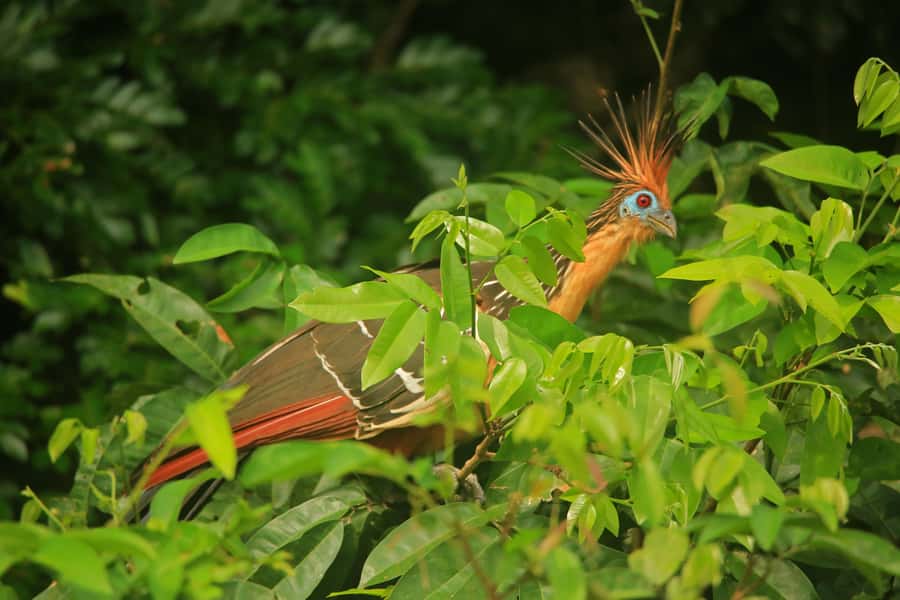 Sandoval Lake & Parrot Clay lick 3 Days/2 Nights - Monkey Island and a night beside the Madre de Dios