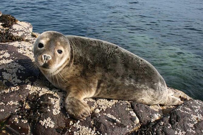 Seabird & Seal Farne Islands Cruise. 1.5 hours long. Departing from Seahouses. - Key points to know before you book
