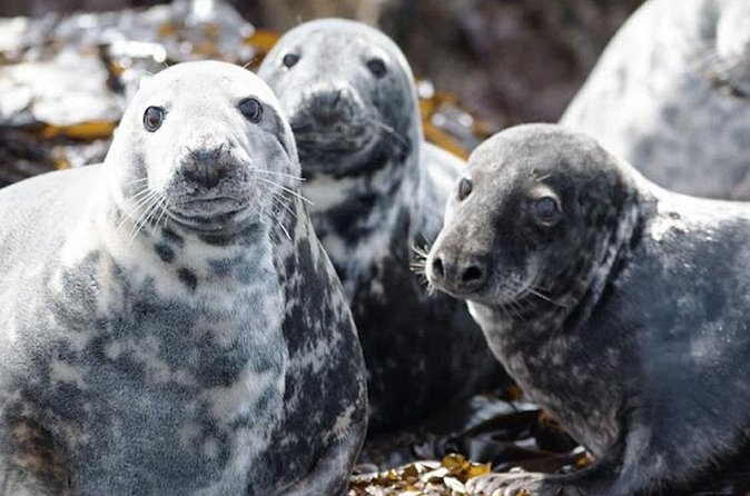 Seabird & Seal Farne Islands Cruise. 1.5 hours long. Departing from Seahouses. - Longstone Lighthouse and the Grace Darling story
