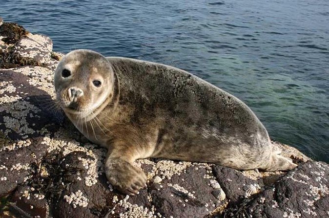 Seabird & Seal Farne Islands Cruise. 1.5 hours long. Departing from Seahouses. - Why the commentary matters