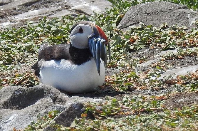 Seabird & Seal Farne Islands Cruise. 1.5 hours long. Departing from Seahouses. - How the price compares with the experience