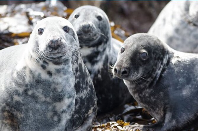 Seabird & Seal Farne Islands Cruise. 1.5 hours long. Departing from Seahouses. - Timing, weather, and cancellation rules