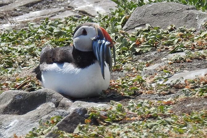 Seabird & Seal Farne Islands Cruise. 1.5 hours long. Departing from Seahouses. - A 90-minute route built around wildlife
