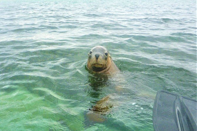 Seal Island and Penguin Island or Point Peron Sea Kayak Tour - Key points before you book
