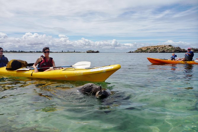 Seal Island and Penguin Island or Point Peron Sea Kayak Tour - A full day in the Shoalwater Islands Marine Park