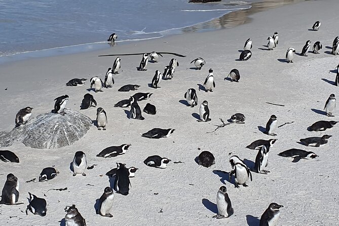 Seal Island,Cape of Good Hope&Penguins Shared Tour,From Cape Town - Camps Bay gives you the classic Cape Town photograph