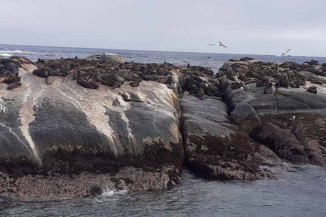 Seal Island,Cape of Good Hope&Penguins Shared Tour,From Cape Town - The ostrich farm is a quick roadside stop