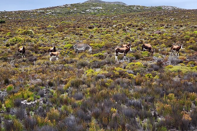 Shared Half Day Tour in Cape Peninsula with African Penguins - A fast way to see the Cape Peninsula