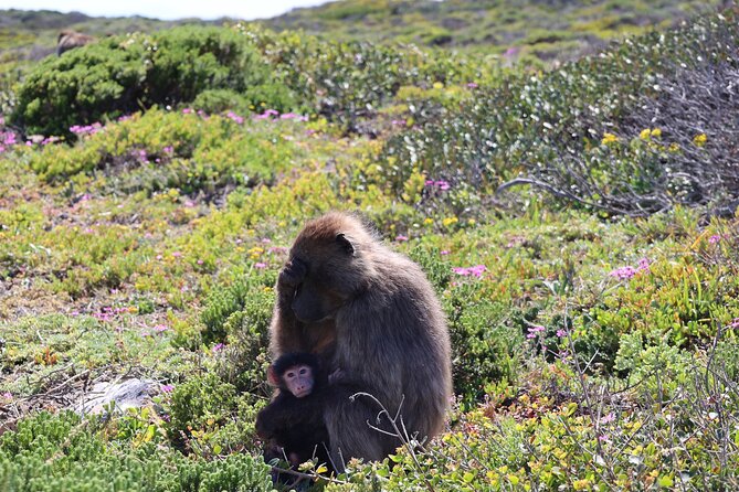 Shared Half Day Tour in Cape Peninsula with African Penguins - Cape Point and the lighthouse deserve your attention