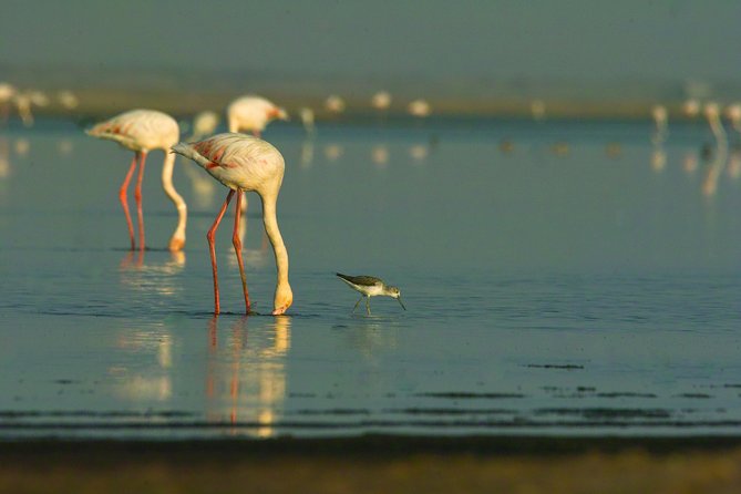 Shore Excursion - Flamingos ,Dune7,Welwitschia, Moonlandscape,Oasis,Swakopmund. - Welwitschia Plains and Namibia’s ancient plant