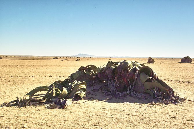 Shore Excursion - Flamingos ,Dune7,Welwitschia, Moonlandscape,Oasis,Swakopmund. - Two hours in Swakopmund