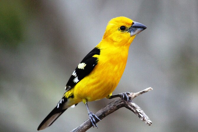 SIerra Madre Highland bird and Tuito - Starting before dawn at Ecotours Vallarta