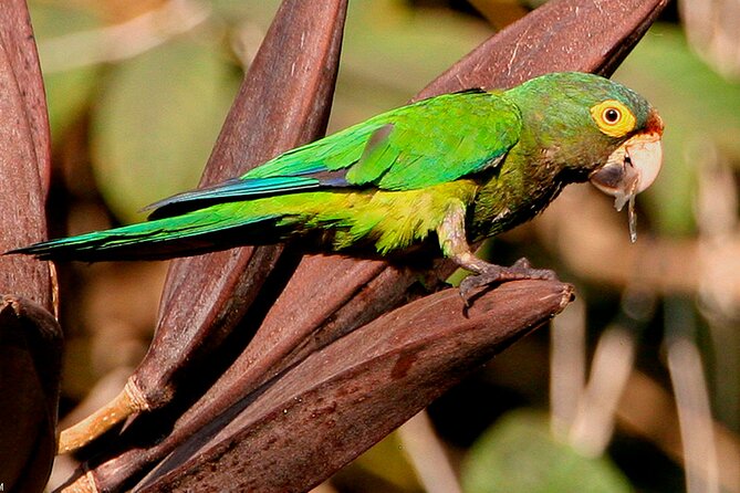 SIerra Madre Highland bird and Tuito - El Tuito, a traditional town with a useful break