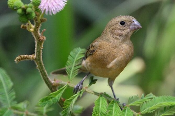 SIerra Madre Highland bird and Tuito - Guides Cynthia and Michael make the difference