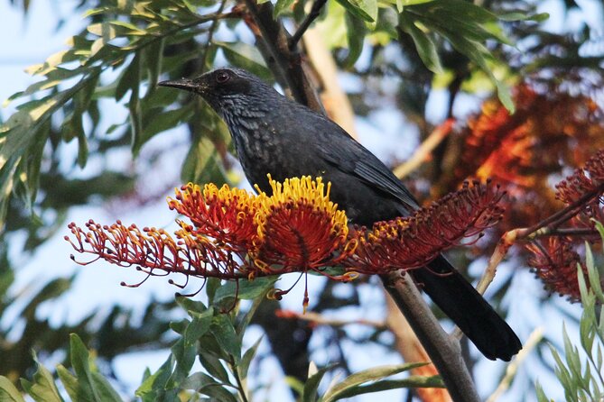SIerra Madre Highland bird and Tuito - Food, gear, and what the included value means