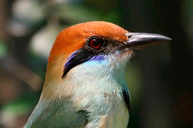 SIerra Madre Highland bird and Tuito - The ride, weather, and physical demands