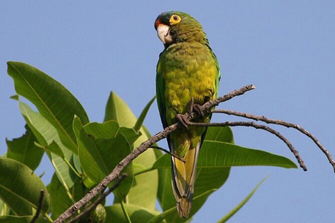 SIerra Madre Highland bird and Tuito - Birding at the lesser-known roadside stops