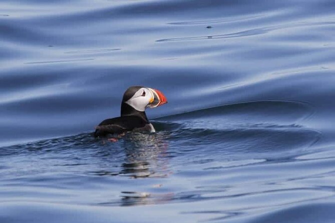 Sightseeing Around Nólsoy to see Puffins - Key points before you book
