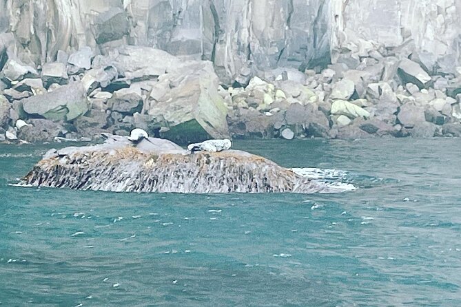 Sightseeing Around Nólsoy to see Puffins - Why Nólsoy is worth seeing from the sea